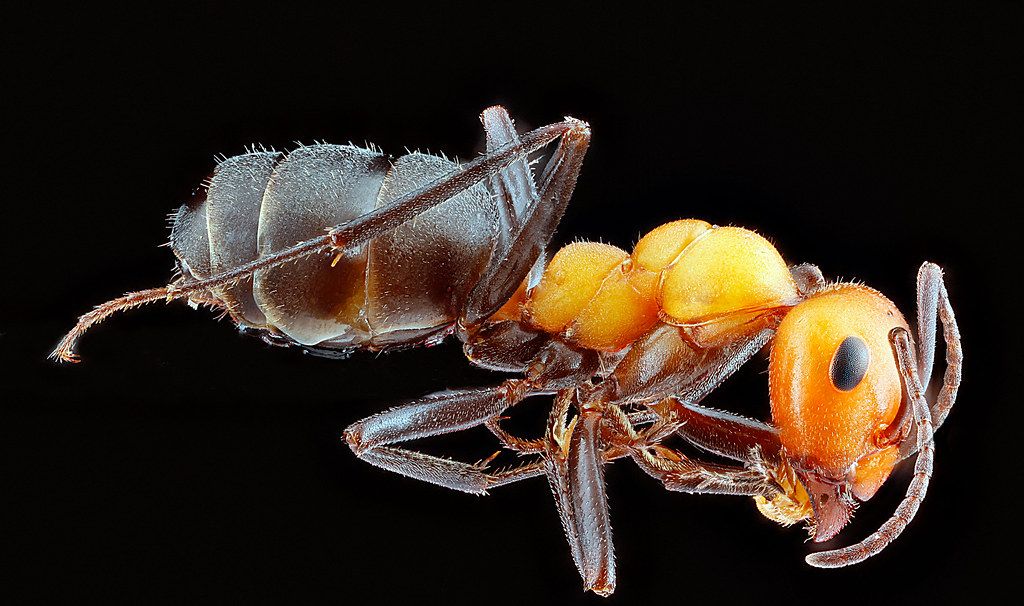 Ant Control service in Huntington, WV