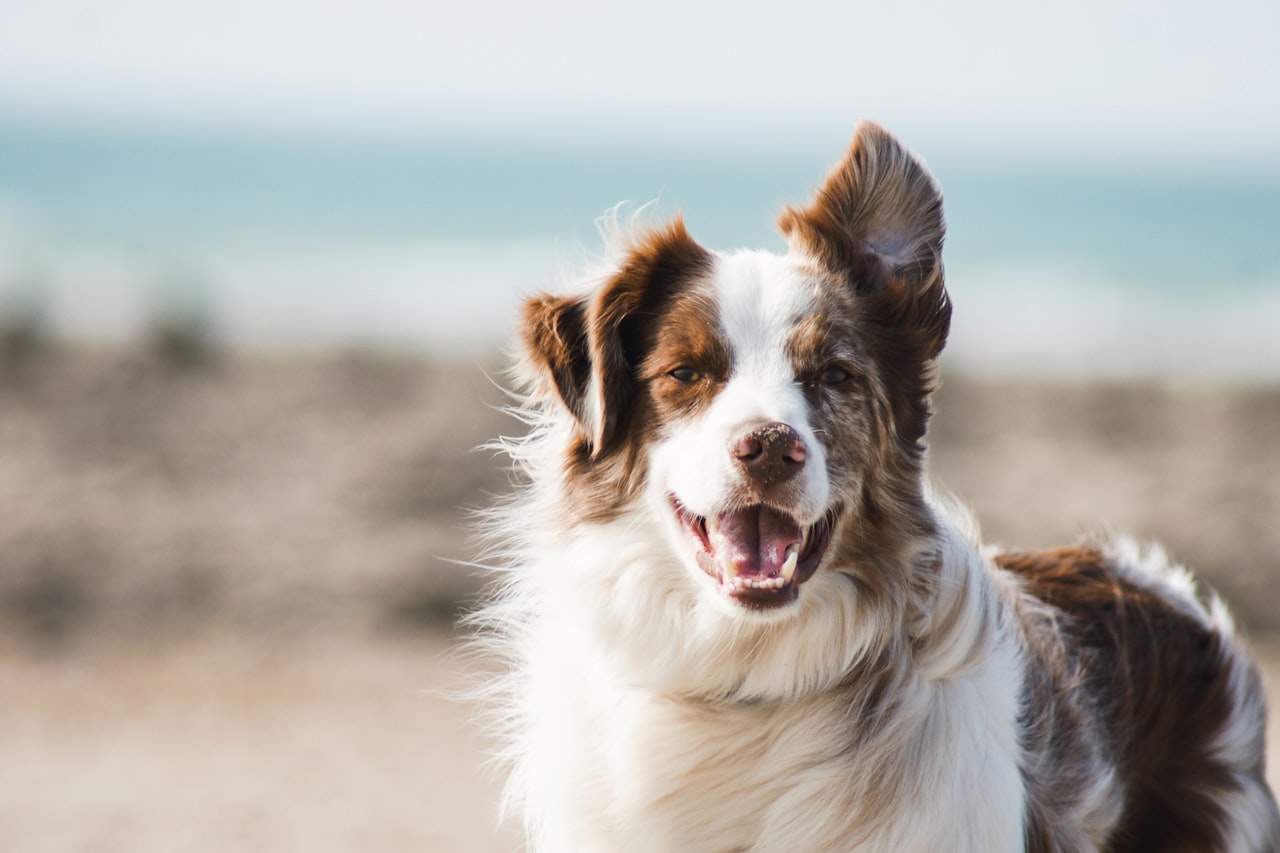 Flea & Tick Control service in Huntington, WV