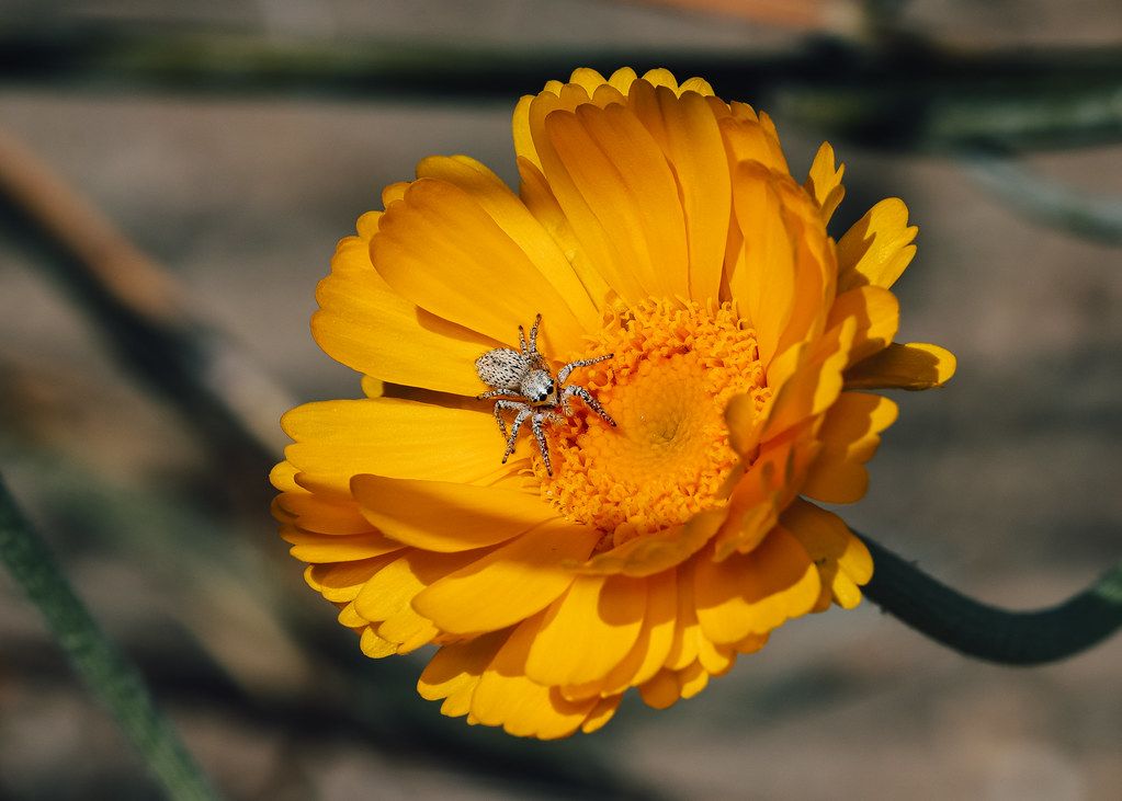 Spider Control service in Huntington, WV